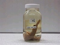 藏品(細蛇鯔)的圖片